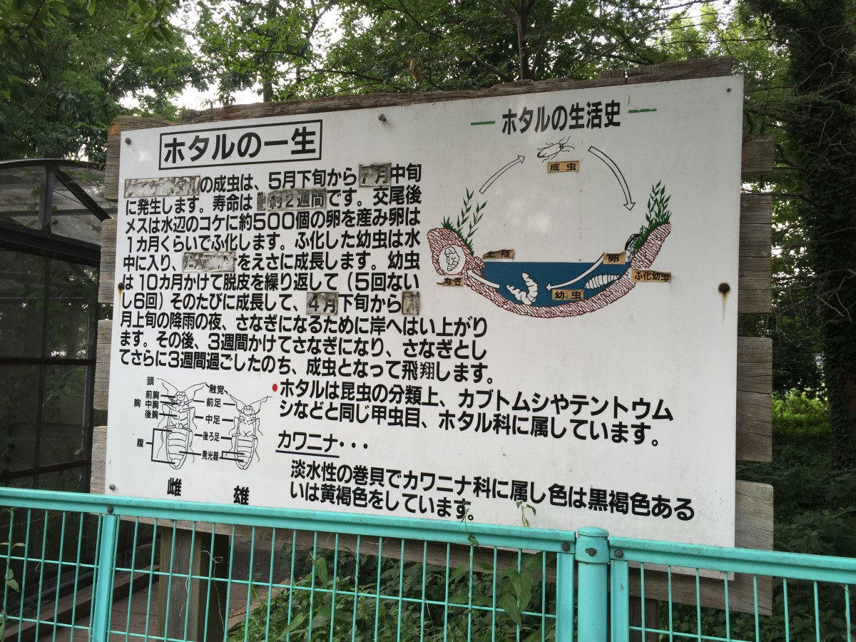 【桶川市】　富士見ホタル親水公園　ホタル鑑賞会　現在はやっている？