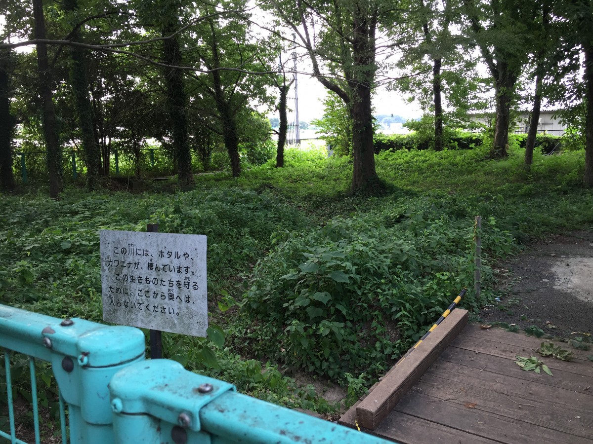 【桶川市】　富士見ホタル親水公園　ホタル鑑賞会　現在はやっている？