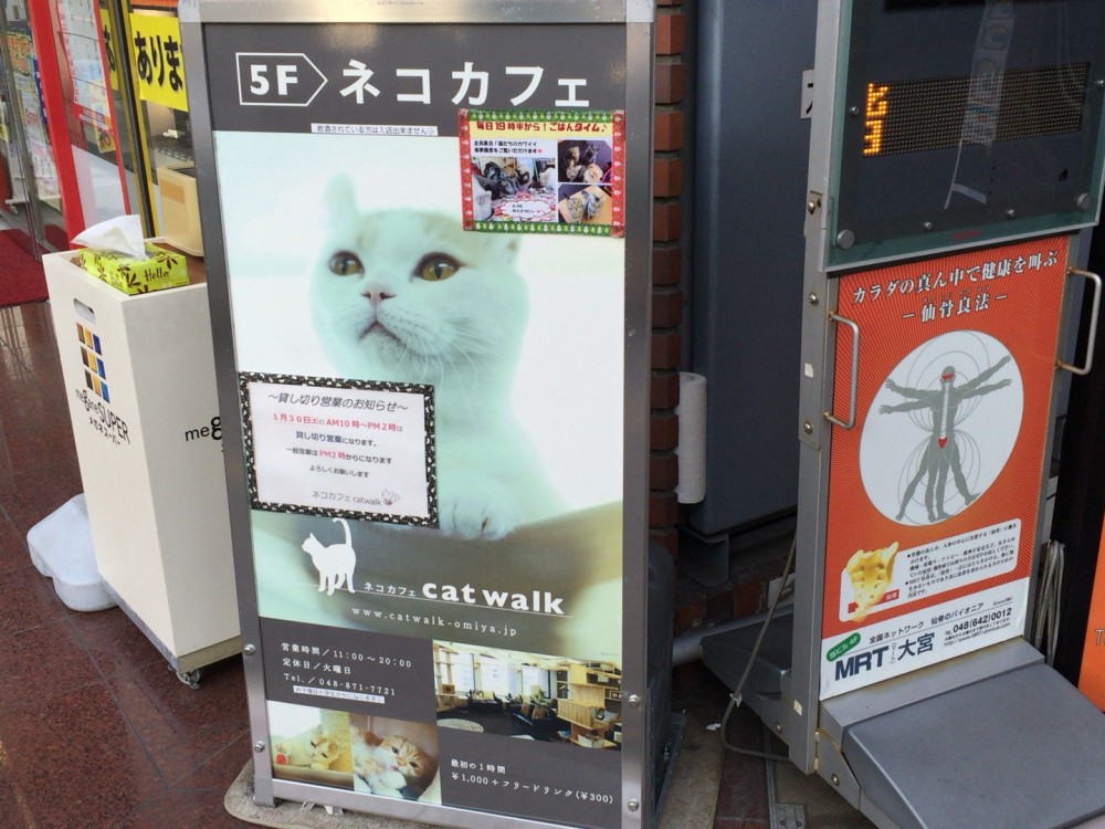 【さいたま市大宮区】「ネコカフェcatwalk」は清潔感があっておすすめ,猫かふぇ