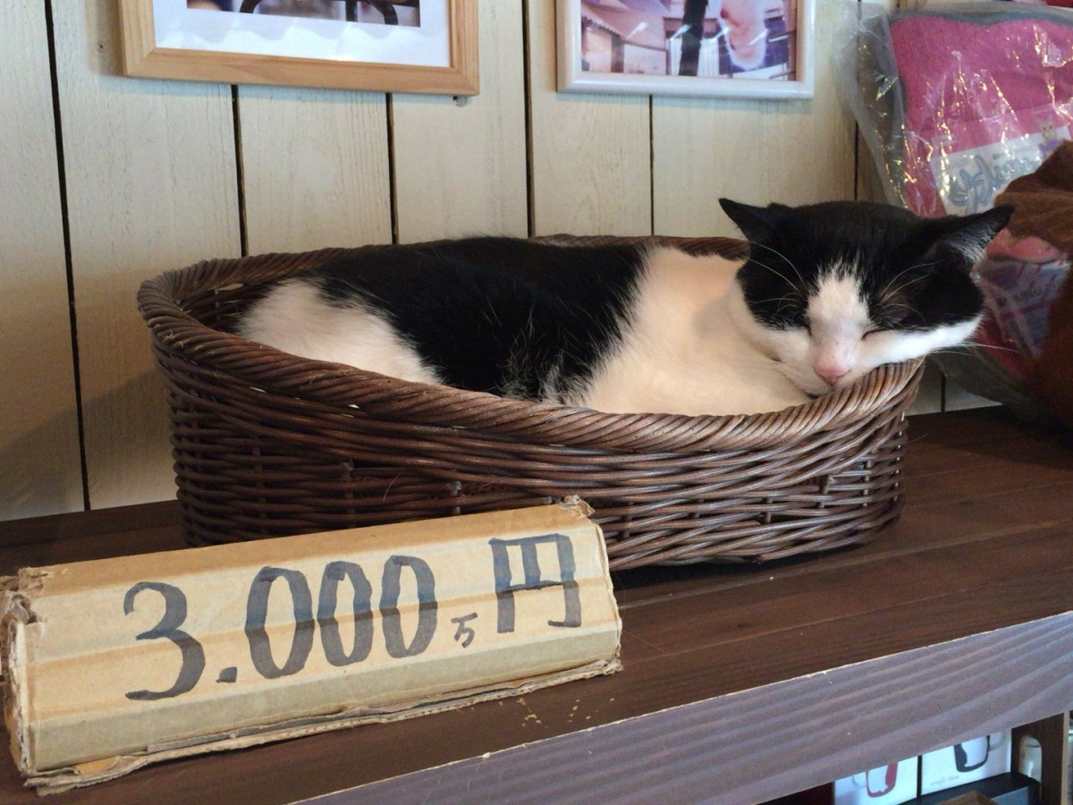 大宮駅 東口のネコカフェ「猫家 ねこや 」の感想【さいたま市大宮区】
