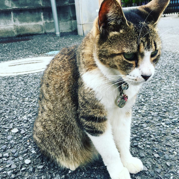 埼玉県で出会った、可愛い猫（ネコ）の画像 まとめ