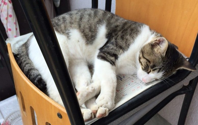 埼玉県で出会った、可愛い猫（ネコ）の画像 まとめ